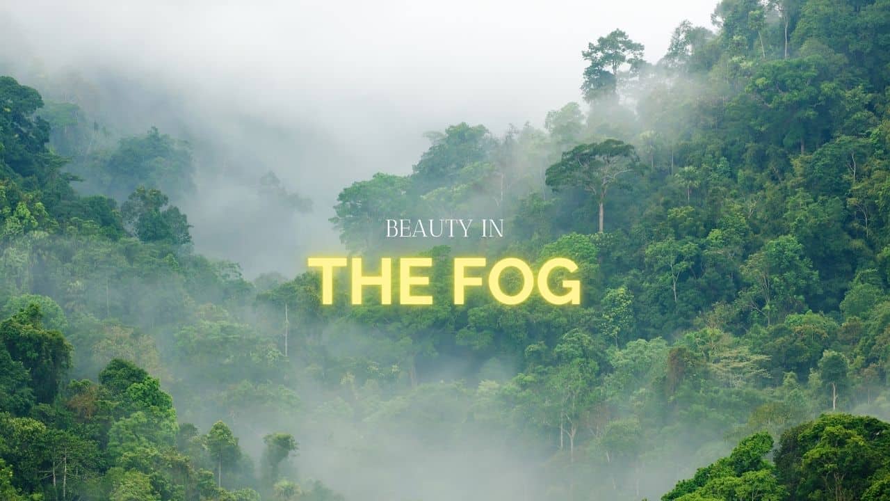 Beauty in the Fog text in yellow and white on a foggy forest tree background