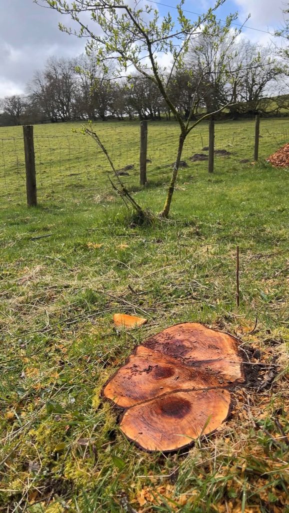 Image of tree stump amongst trees and grass