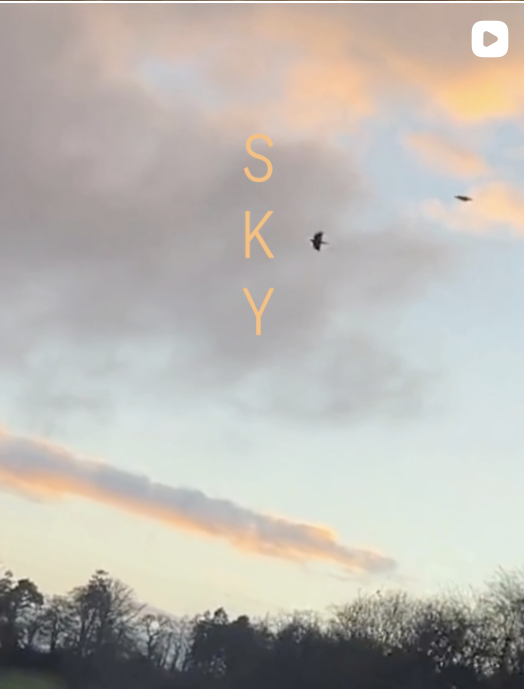 Sunset high in the sky, orange clouds and two birds fly high